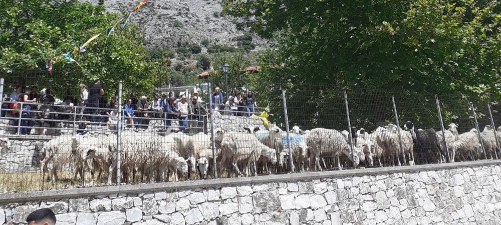 Άγιος Γεώργιος - Ασή Γωνιά - πρόβατα
