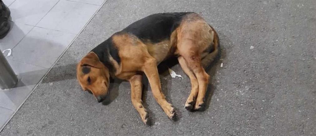 Ιωάννινα – Κακοποίηση ζώου: Έσερνε τον σκύλο με το αγροτικό