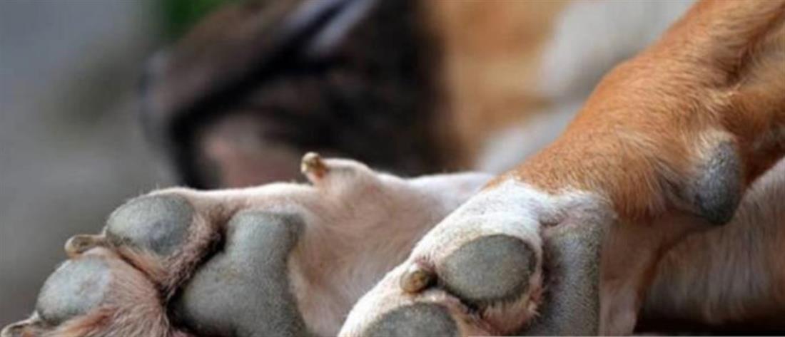 Ηράκλειο: Ζωοκλέφτες κρέμασαν σκύλο