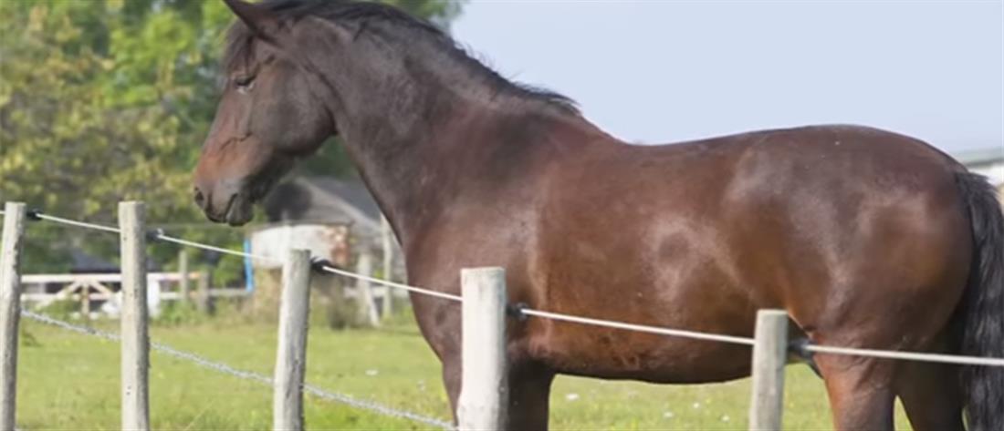 Κακοποίηση ζώων - Βόλος: Έδεσε δύο άλογα, το ένα μπλέχτηκε στα σχοινιά και πνίγηκε
