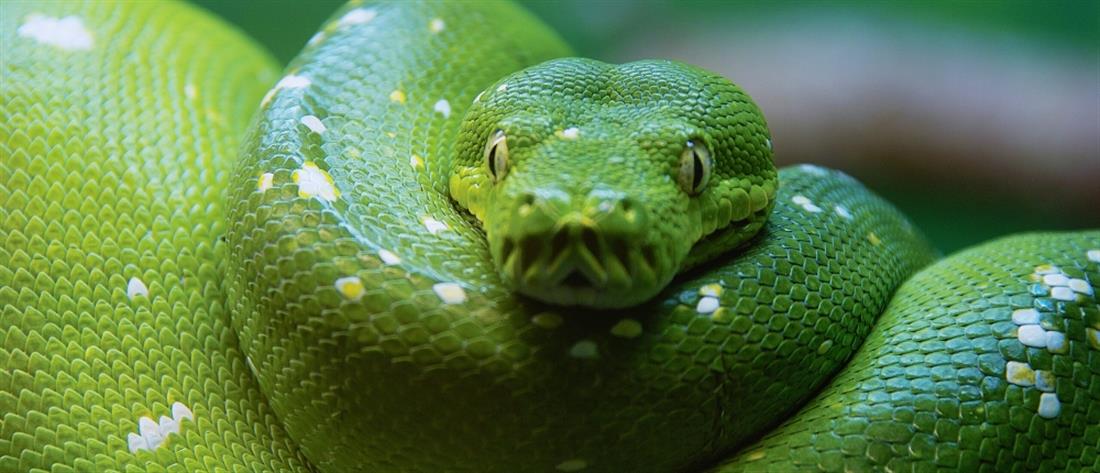 Ολλανδία: Δηλητηριώδες φίδι το έσκασε και προκαλεί τρόμο 