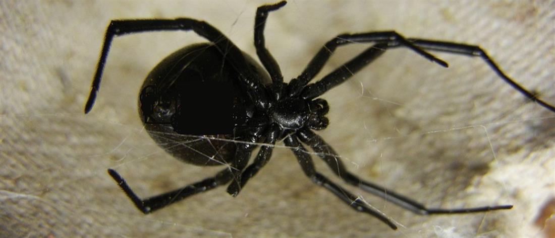 Τρίκαλα: αράχνη “μαύρη χήρα” δάγκωσε άνδρα