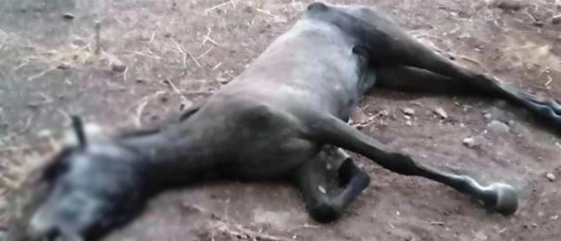 Χανιά: Νεκρό άλογο που έμεινε δεμένο και ατάιστο στον καύσωνα
