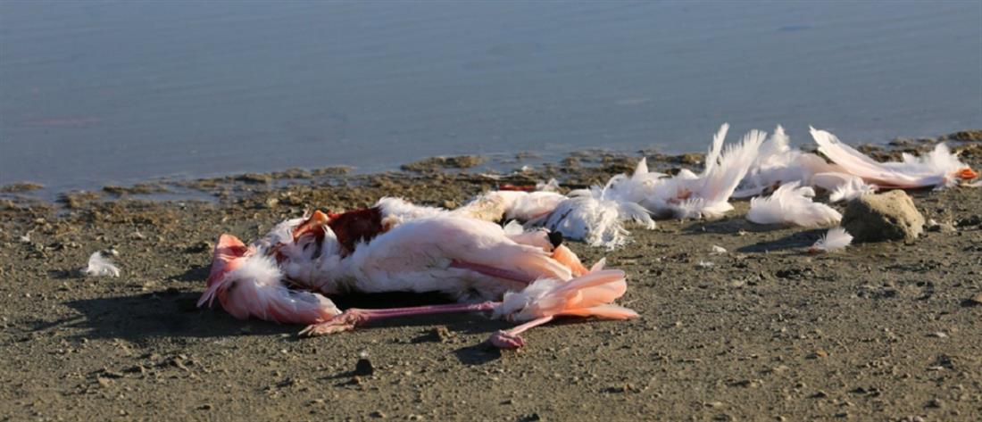 Φρίκη: Δεκάδες φλαμίνγκο νεκρά στη λιμνοθάλασσα του Αγίου Μάμα
