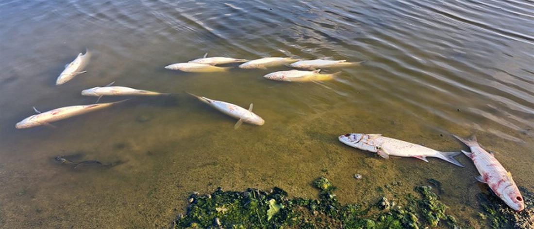 Κρήτη: Το φράγμα Αποσελέμη γέμισε με νεκρά ψάρια (εικόνες)