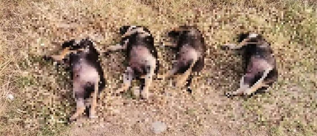 Κακοποίηση ζώων - Ξάνθη: Βρέθηκαν 4 νεκρά κουτάβια... παρατεταγμένα στη σειρά (εικόνες)