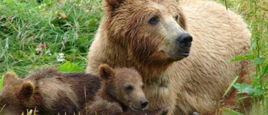 Αρκτούρος: Οι αρκούδες έπεσαν… για ύπνο (εικόνες)