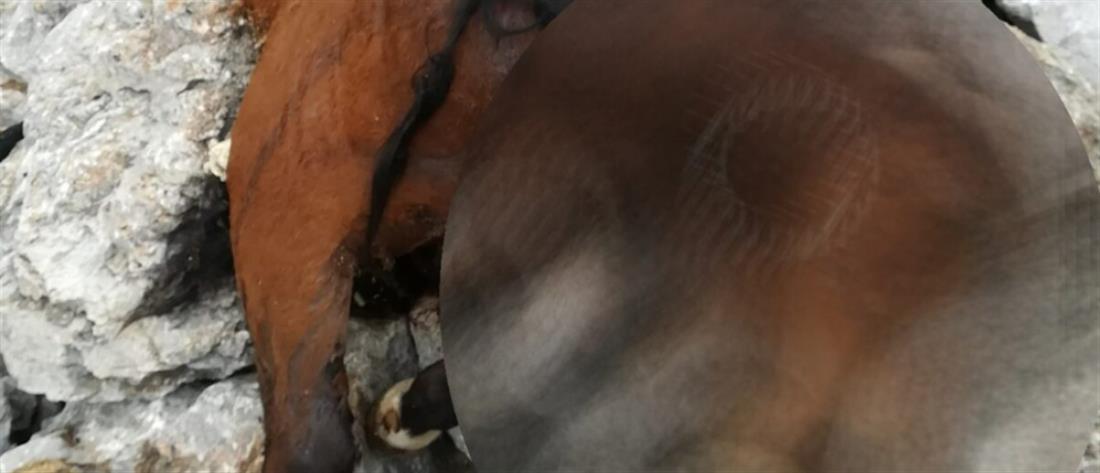 Πάρνηθα: Νεκρά άλογα εντοπίστηκαν σε γκρεμό (σκληρές εικόνες)
