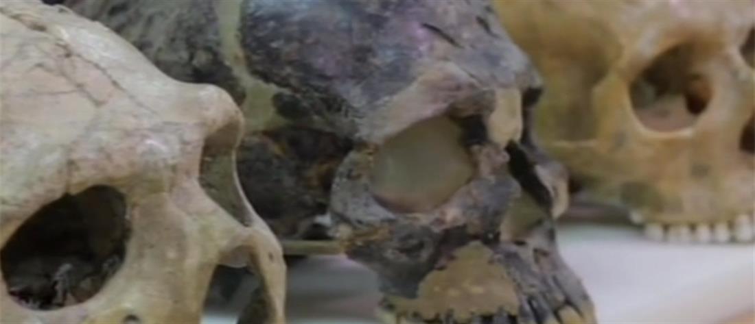 Homo bodoensis: Ανακαλύφθηκε ο νέος πρόγονος του ανθρώπου