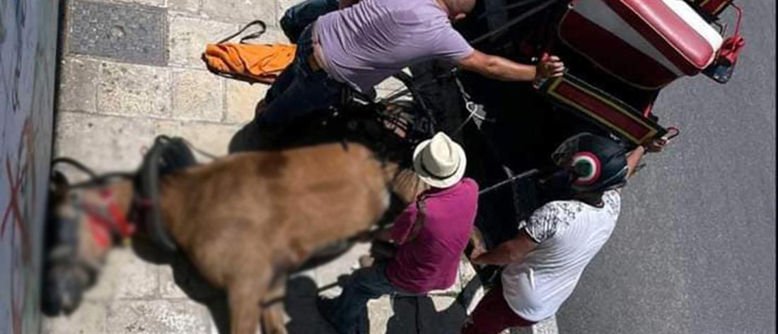 Κέρκυρα - Θάνατος αλόγου: η εισαγγελική παρέμβαση και οι καταγγελίες