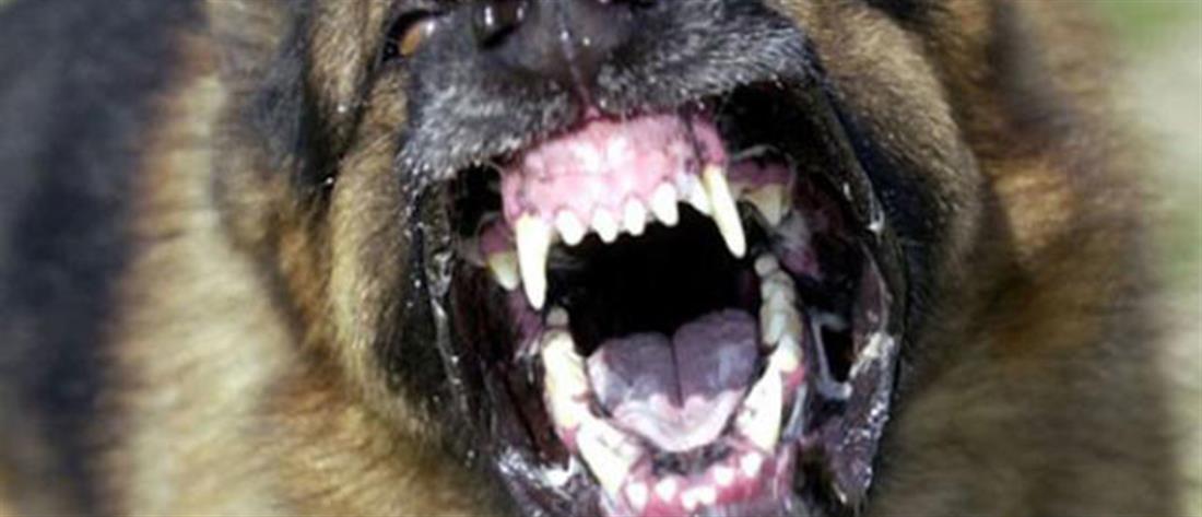 Λαμία: Ανήλικος δεχτηκε επίθεση από σκύλους (εικόνες)