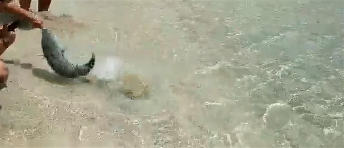 Λαγοκέφαλος δάγκωσε λουόμενο στην Κάρπαθο (βίντεο)