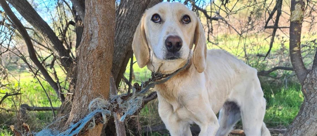 Ηλεία: Έδεσαν σκυλί σε δέντρο για να πεθάνει από πείνα και δίψα (εικόνες)