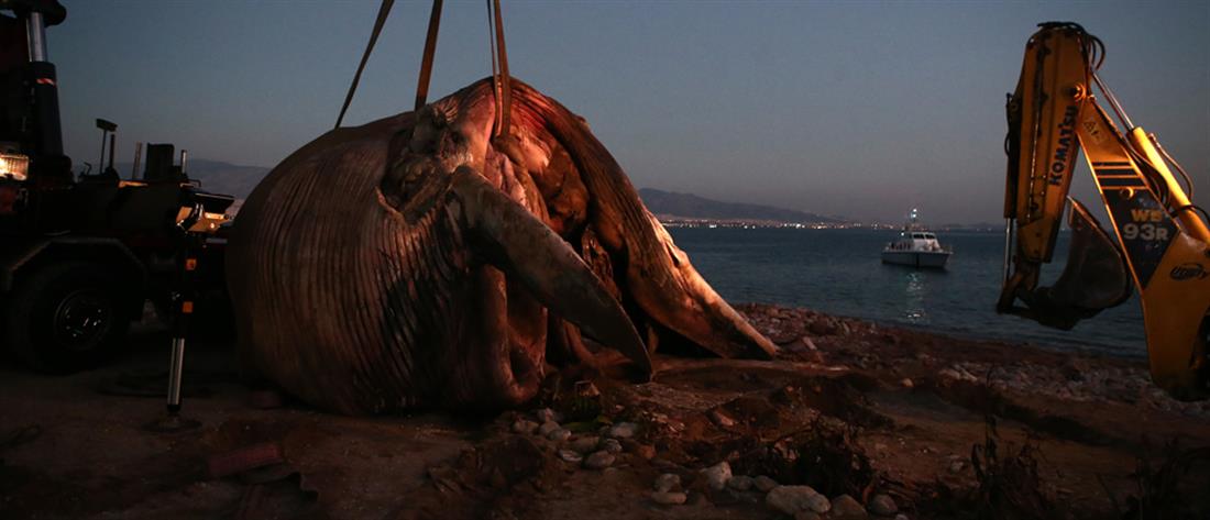 Φάλαινα ξεβράστηκε νεκρή στον Πειραιά (εικόνες)