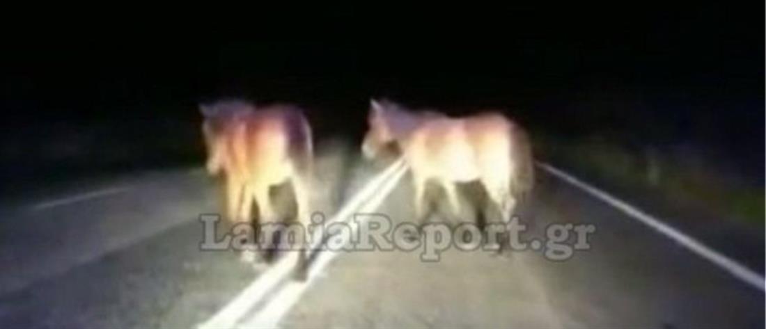 Οδηγοί “πέφτουν” πάνω σε άλογα στην μέση του δρόμου (βίντεο)