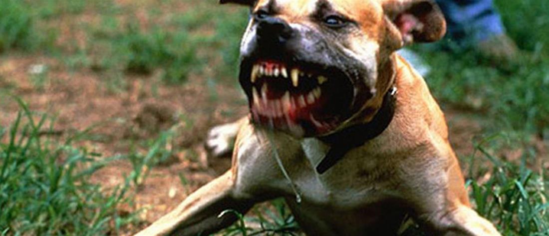 Κολομβία: 25χρονη δέχθηκε άγρια επίθεση από το σκυλί της 
