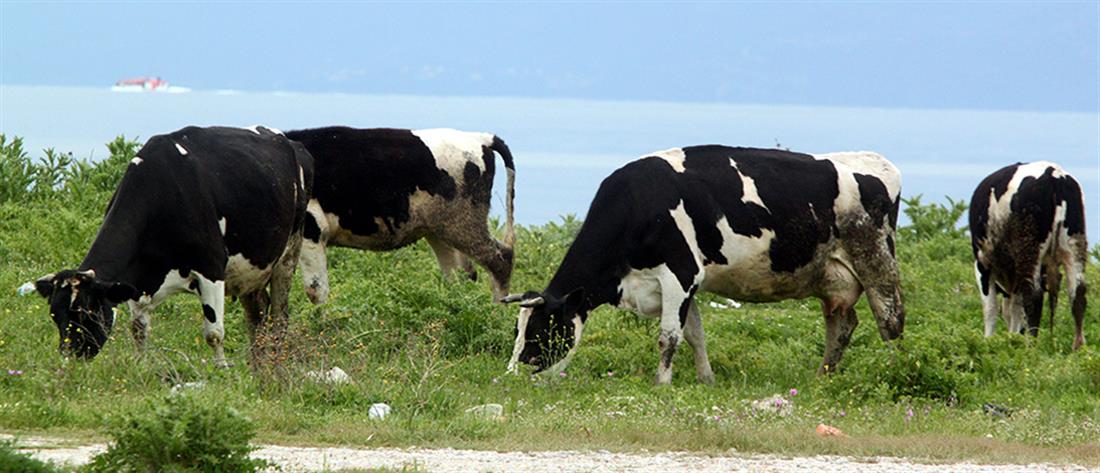 Αγελάδες επιτέθηκαν και σκότωσαν πεζοπόρο