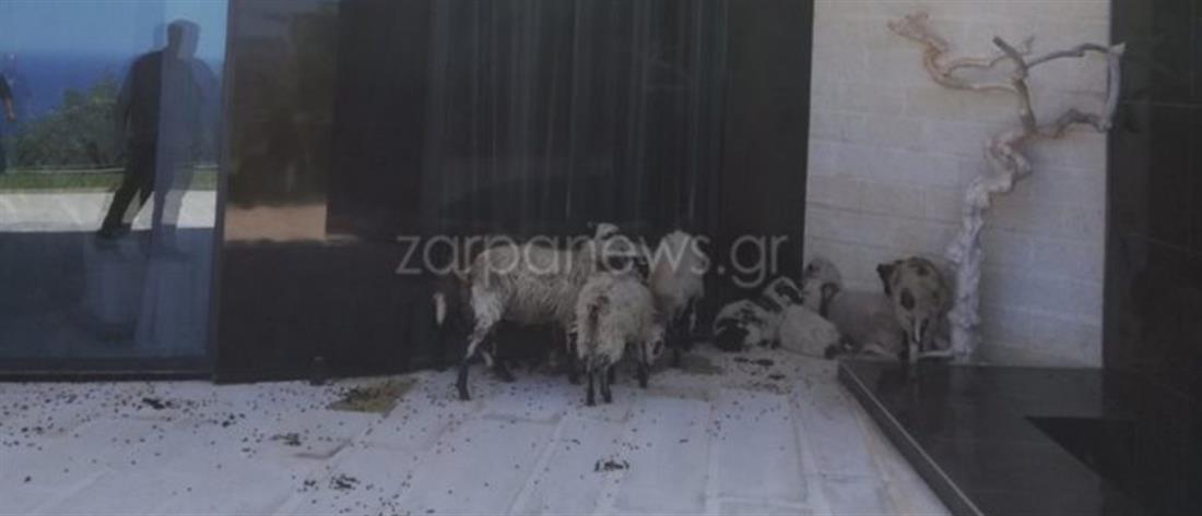 Χανιά: οι τουρίστες ξύπνησαν στη βίλα τους παρέα με πρόβατα! (εικόνες)