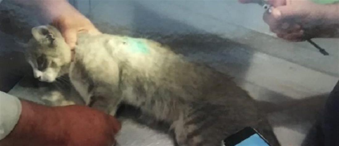 Λυκειάρχης πυροβόλησε εν ψυχρώ γάτο και τον άφησε παράλυτο (εικόνες)