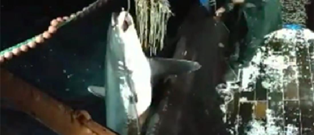 Ψάρεψαν καρχαρία δύο μέτρων στα ανοιχτά της Καβάλας! (εικόνες)