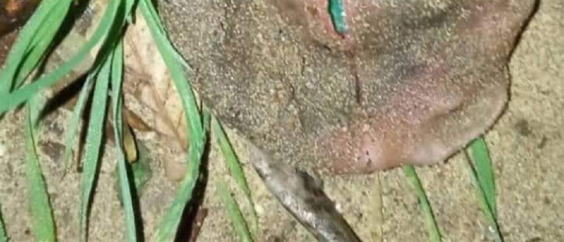 Ηλεία: "εξωγήινο" πλάσμα με μπλε μάτι βρέθηκε σε αυλή (εικόνες)
