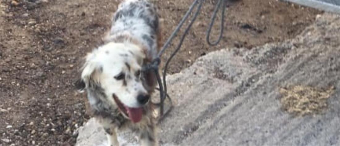 Σαντορίνη: διάσωση σκύλου από την Πυροσβεστική (εικόνες)
