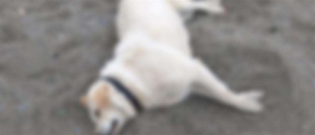 Βόλος: Άνδρας θανάτωσε με φόλα αδέσποτο σκυλί