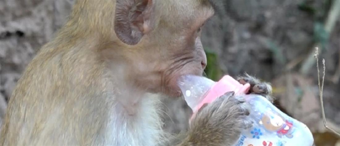 Μαϊμού σκότωσε βρέφος για να του πάρει το γάλα