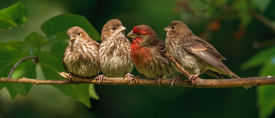 Ένα στα οκτώ πουλιά στον πλανήτη απειλείται με εξαφάνιση