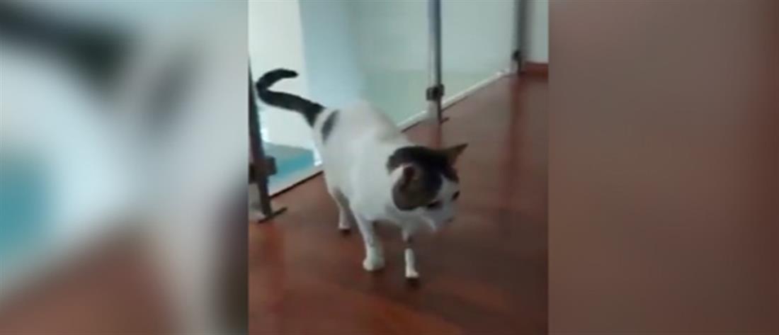 Λαμία - Περσέας: Ο γάτος που κατάφερε να περπατήσει ξανά με τεχνητά πόδια (βίντεο)