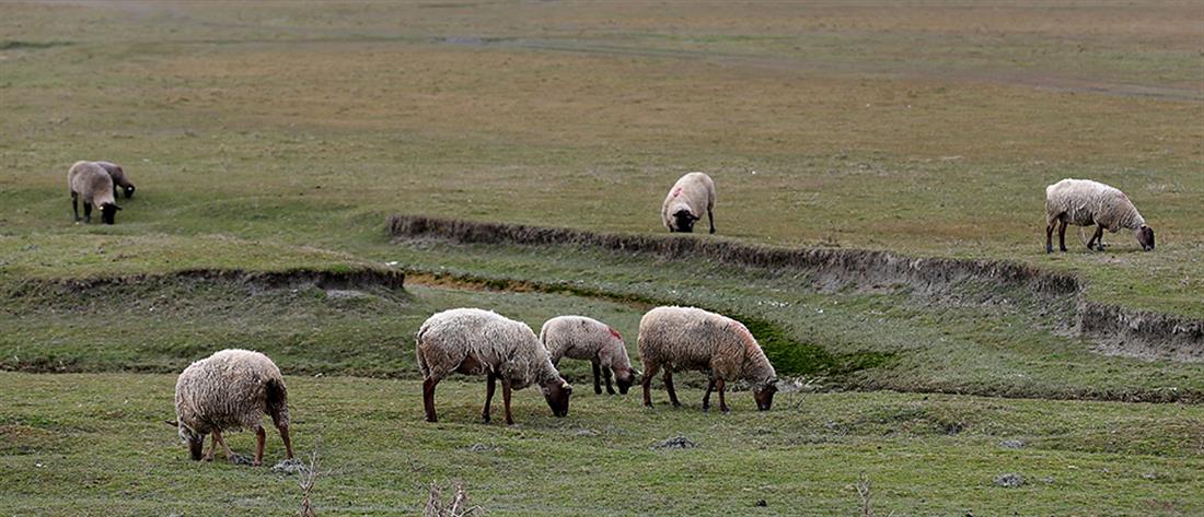 Μέτσοβο: κεραυνός σκότωσε κοπάδι με πρόβατα