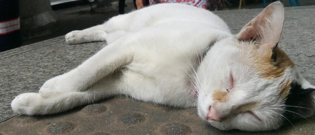 Λέσβος: Εκτέλεσε εν ψυχρώ γάτα γιατί... έσκιζε τις σακούλες σκουπιδιών