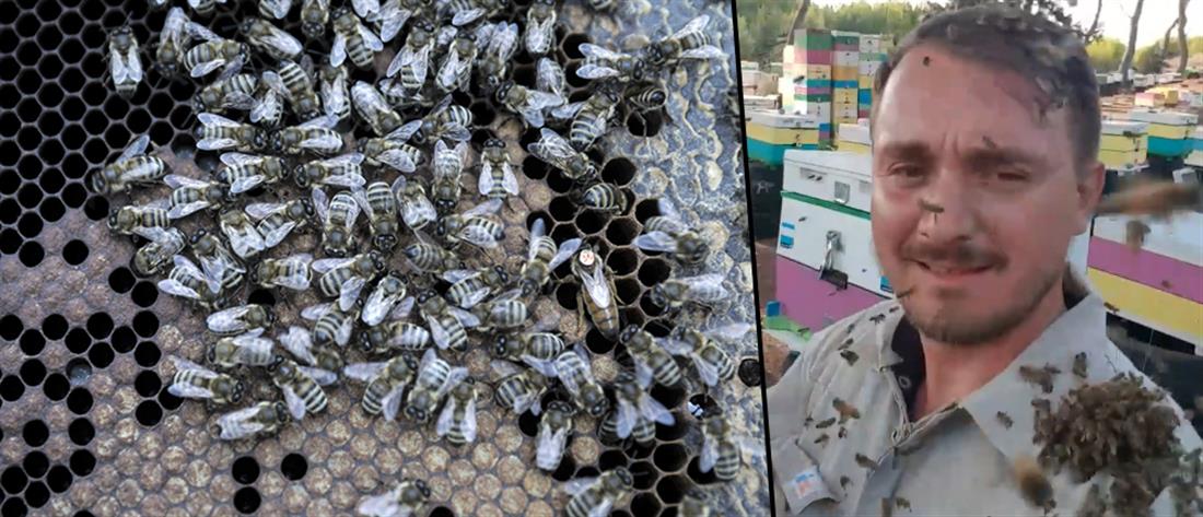 Ο μελισσοκόμος από τη Ζαχάρω που έγινε viral παίζοντας με χιλιάδες μέλισσες (βίντεο)