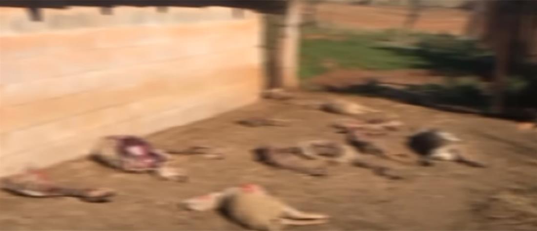 Διονύσης Σταμενίτης - Κακοκαιρία: “Δύσκολο εγχείρημα”, η περισυλλογή νεκρών ζώων