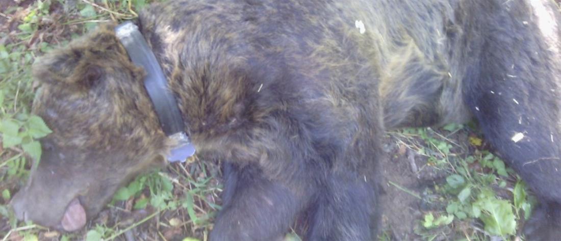 Αρκούδα πιάστηκε σε παγίδα για αγριογούρουνα (εικόνες)
