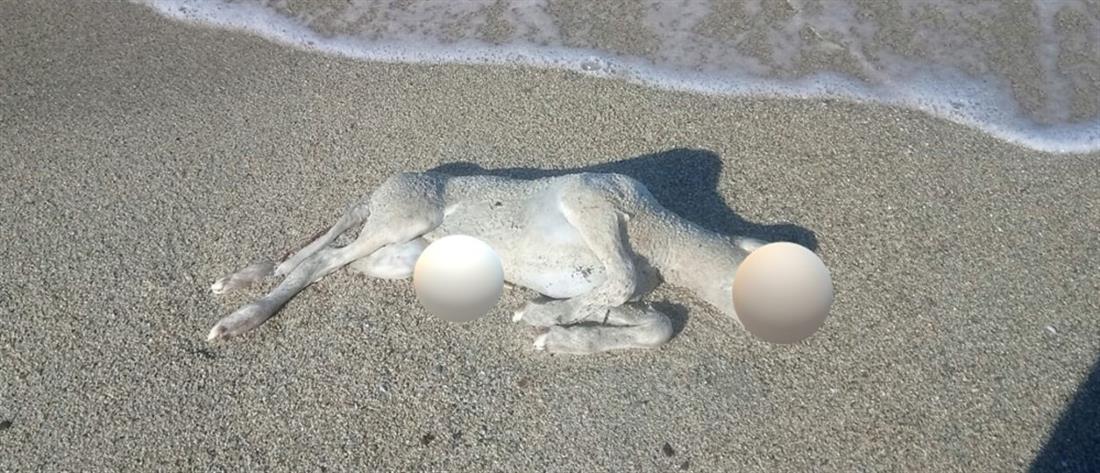 Λάρισα: Νεκρό αρνί ξεβράστηκε σε παραλία (εικόνες)