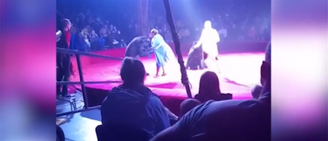 Τρόμος σε τσίρκο στη Ρωσία: Αρκούδα επιτέθηκε σε έγκυο θηριοδαμαστή (βίντεο)
