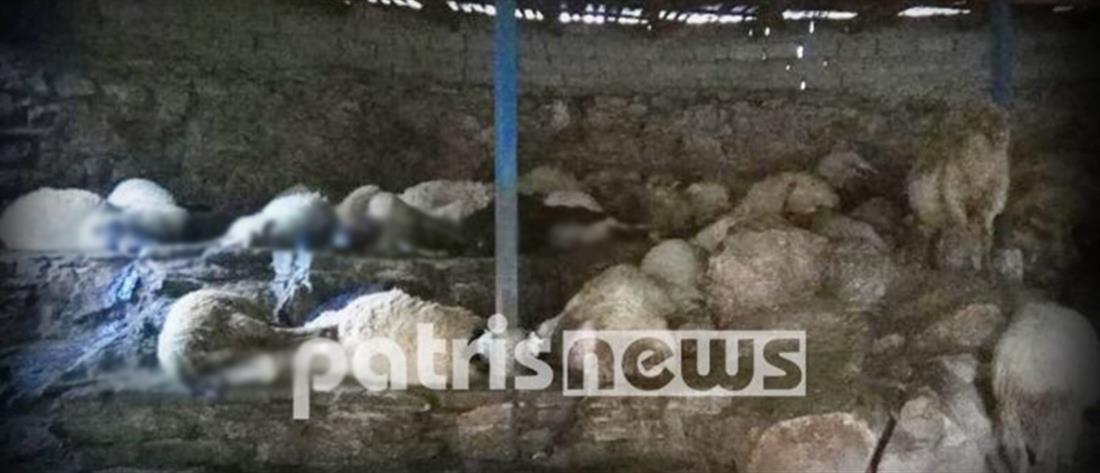 Κάηκε ενα κοπάδι πρόβατα μετά από φωτιά σε στάβλο (εικόνες)