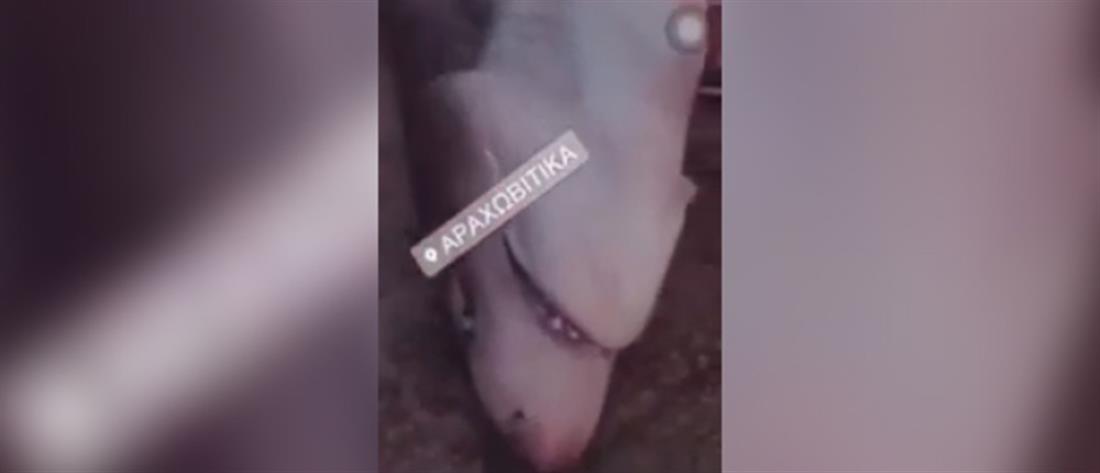 Έπιασαν καρχαρία στο Δρέπανο (βίντεο)
