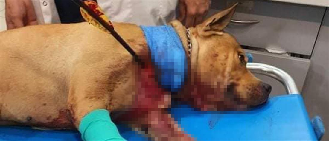 Πέθανε ο σκύλος που χτυπήθηκε από βέλος (εικόνες)