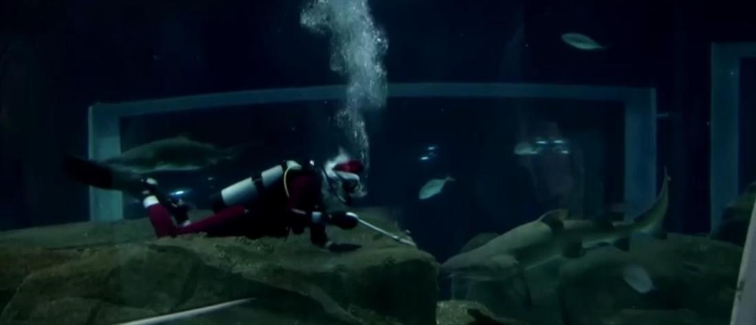 Υποβρύχιος Άγιος Βασίλης παρέα με... καρχαρίες (βίντεο)