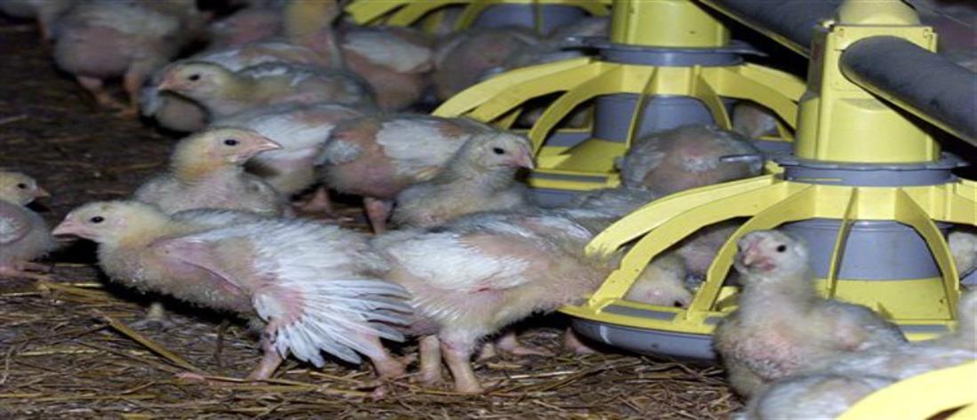 Γρίπη των πτηνών: θανάτωση 190000 πουλερικών στην Ολλανδία