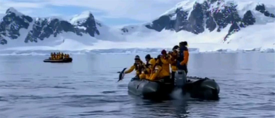Πιγκουίνος πήδηξε σε βάρκα για να γλιτώσει από φάλαινα (βίντεο)