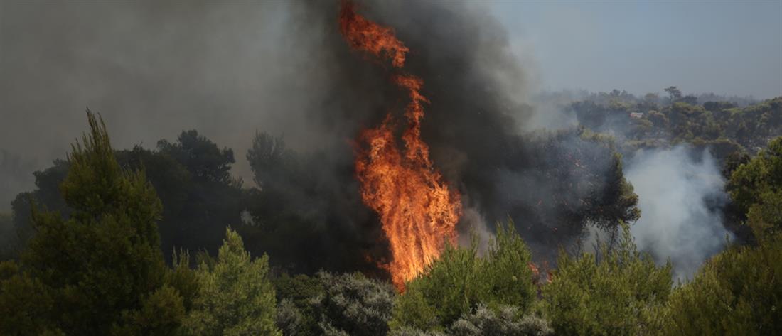 Φωτιά στην Μάνη: Μεγάλες ζημιές και εκκένωση κοινοτήτων