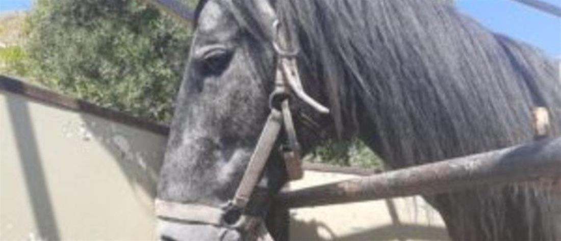 Ηράκλειο - κακοποίηση αλόγου: σύλληψη και βαρύ πρόστιμο στον ιδιοκτήτη (εικόνες)