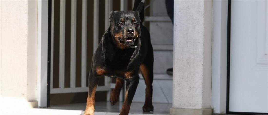 Θεσσαλονίκη: Στον εισαγγελέα ο ιδιοκτήτης σκύλων που κατασπάραξαν γυναίκα μέσα στην αυλή του σπιτιού της 