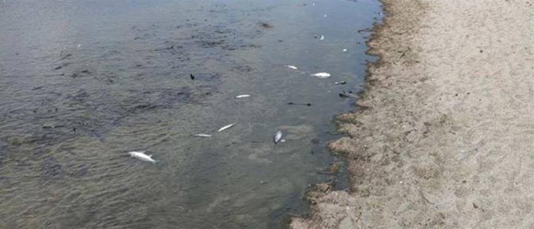 Χερσόνησος: Δεκάδες νεκρά ψάρια στον Αποσελέμη (εικόνες)