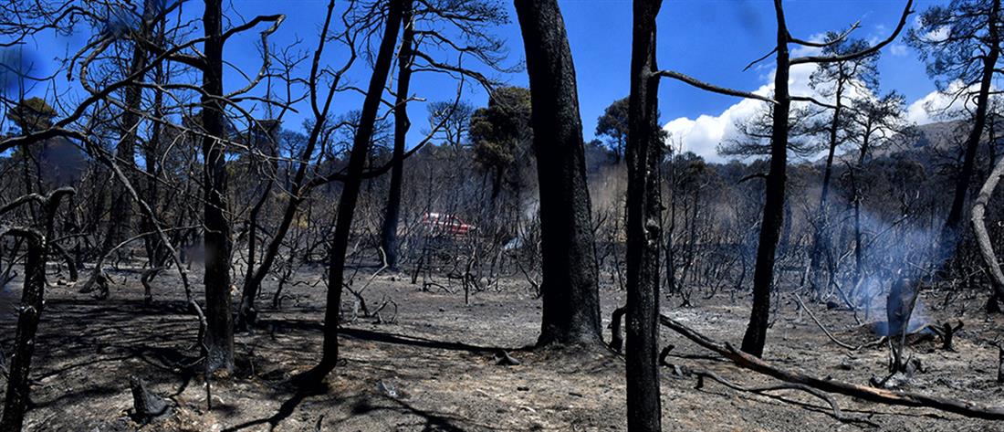 Φωτιά στα Γεράνεια Όρη: Έξι μέτρα για την στήριξη των πληγέντων