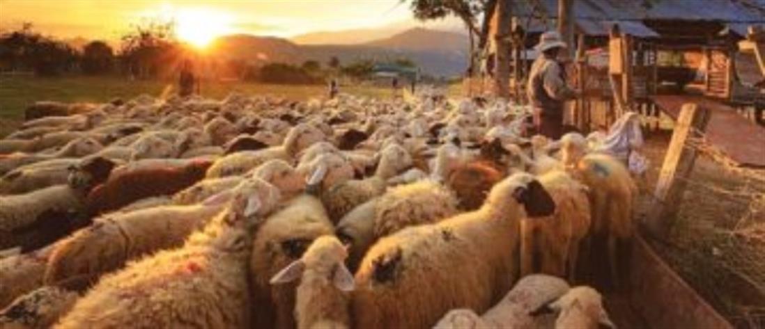 Βόλος: Πρόβατα έφαγαν 100 κιλά χασίς και... την άκουσαν