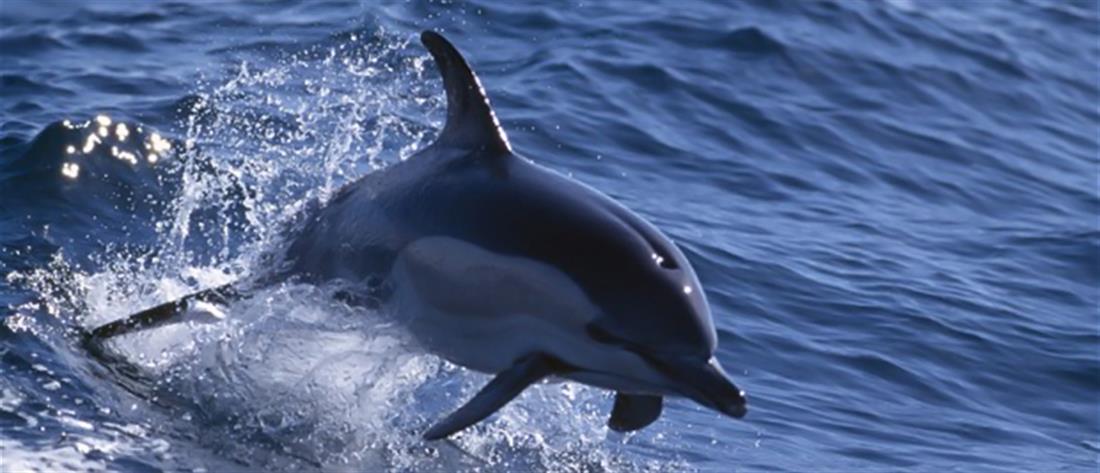 Νεκρό δελφίνι στη Μαρίνα Ζέας